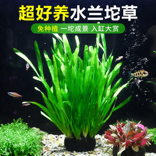 鱼缸水草大水兰坨草造景中后景新手好养淡水阴性大坨无需CO2水兰