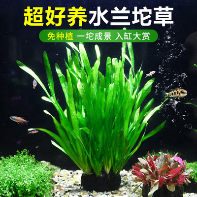 鱼缸水兰水草坨草中后景造景