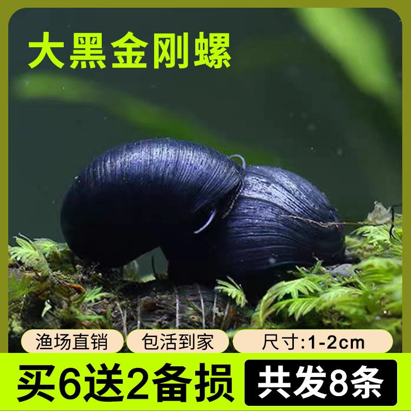 观赏螺淡水金刚螺鱼缸除藻工具吃藻清缸清理大号蜗牛小宠物