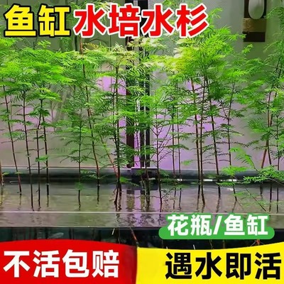 水杉水培树苗鱼缸造景溪流缸