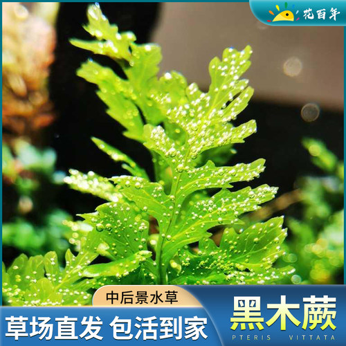 黑木蕨水草水下叶阴性草淡水植物