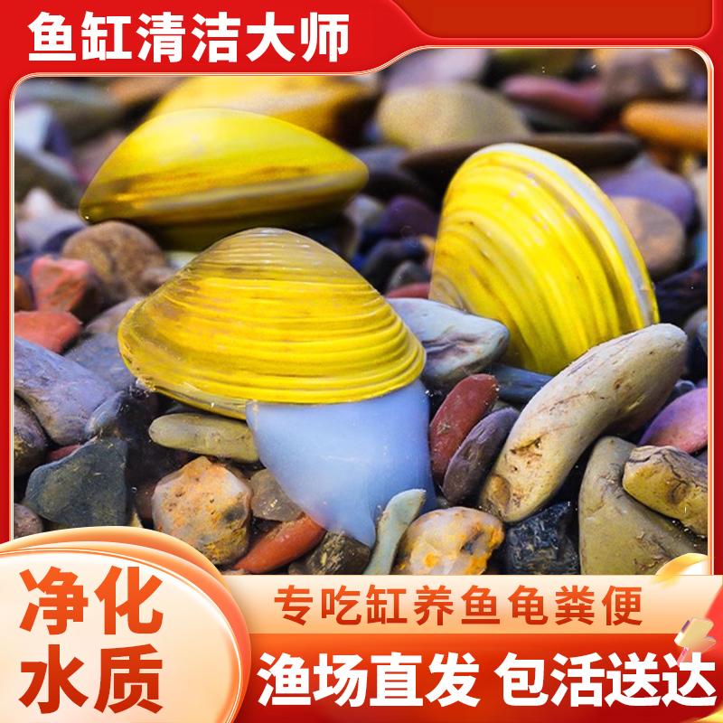 黄金蚬河蚬溪蚬小河蚌黄金螺除藻 清洁净水观赏 鱼缸吃鱼粪便清理