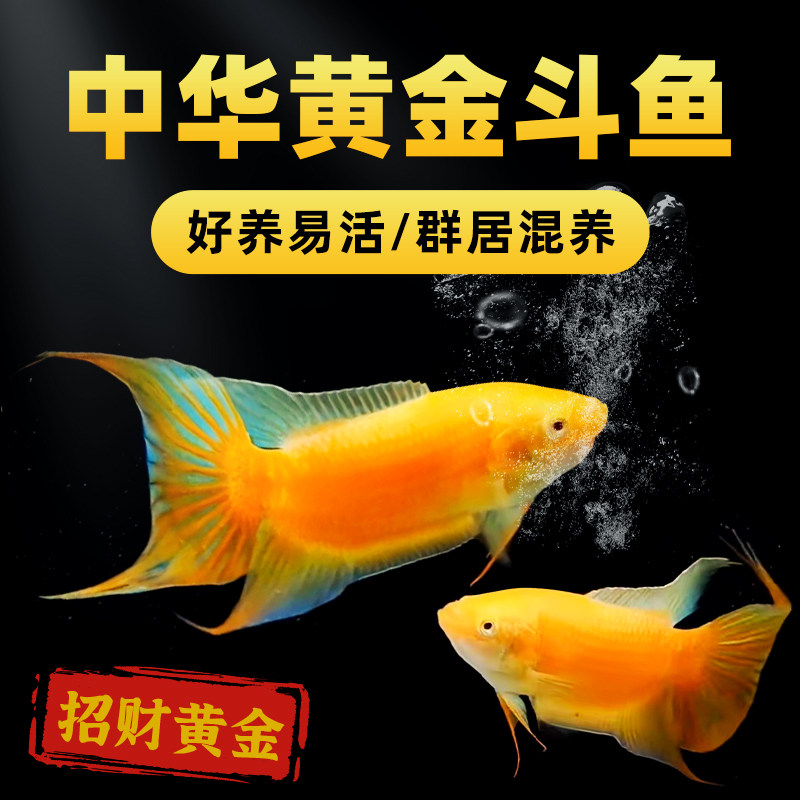 招财鱼中国黄金斗鱼活鱼免打氧淡水鱼苗观赏鱼耐活好养懒人冷水鱼怎么看?