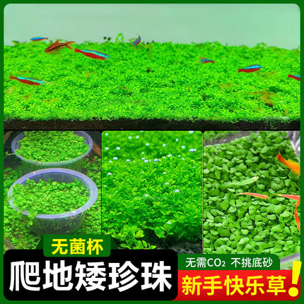 无菌杯爬地矮珍珠水草趴地矮阴性前景草鱼缸造景专用铺草坪日本矮
