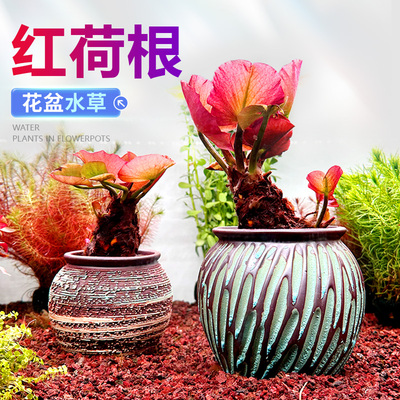 彩陶陶罐水草植物花盆定植红荷根睡莲阴性后景草淡水鱼缸造景摆件