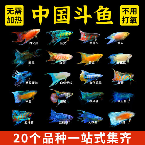 中国斗鱼活体活鱼观赏鱼