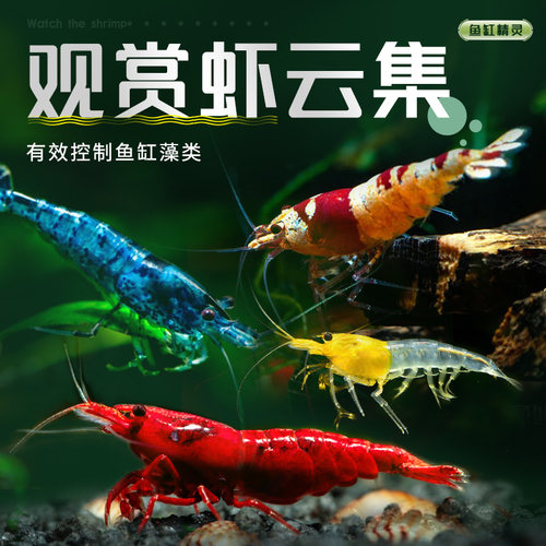 七彩小虾除藻工具虾套餐