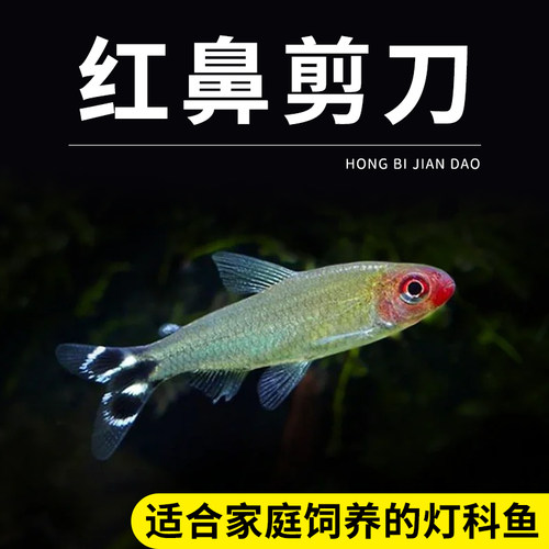 红鼻剪刀鱼热带观赏淡水灯鱼形剪刀鼻子水草缸群游活体小鱼生态缸