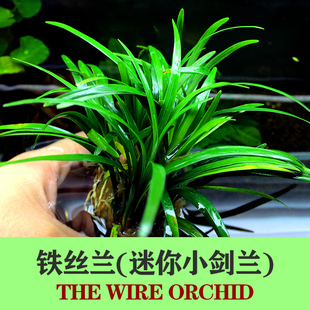 铁丝兰水草观赏鱼缸造景专用迷你小剑兰新手前景水兰水陆缸装饰草