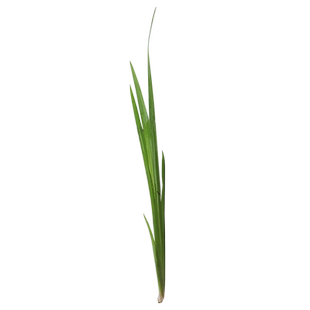 黄菖蒲苗水生植物黄花鸢尾草庭院池塘盆栽绿化水培鱼缸造景香蒲草