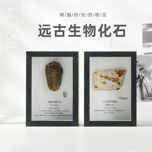 三叶虫狼鳍鱼牙齿菊石化石古生物标本摆台星星礼物收藏科普教学