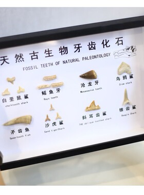 狼鳍鱼化石标本装饰摆件科普教学