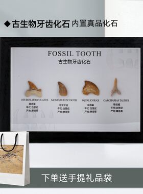 古生物牙齿化石标本科普教学摆台