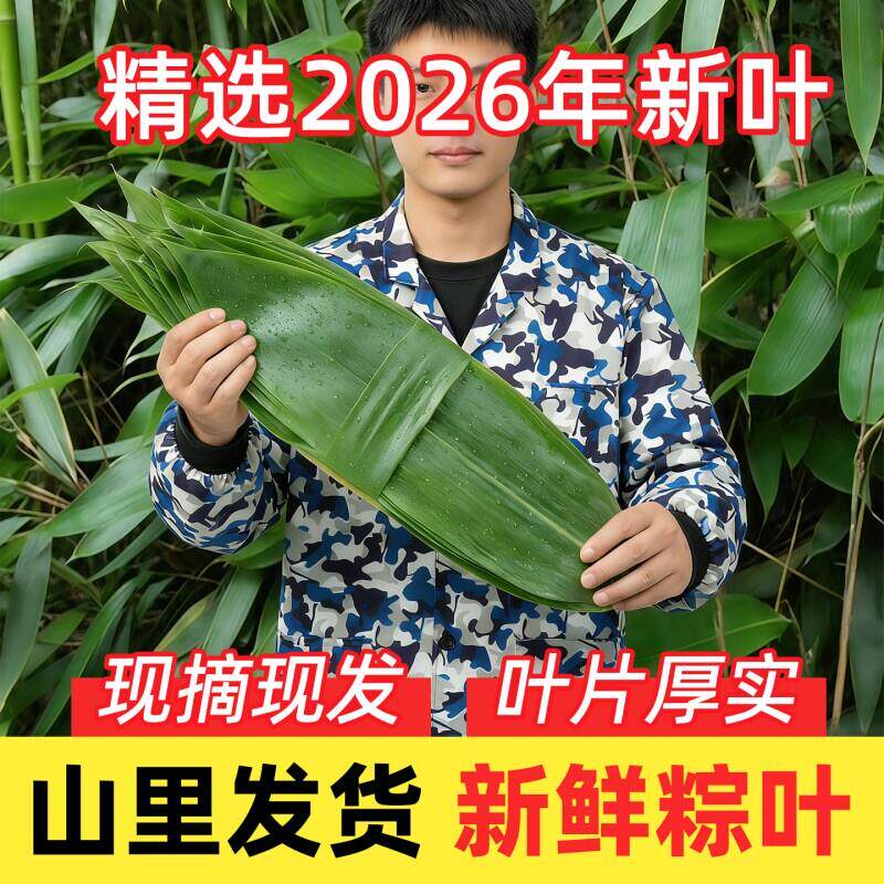 粽子叶新鲜大粽叶包粽子用野生家用真空袋装粽叶子新鲜大号叶批发