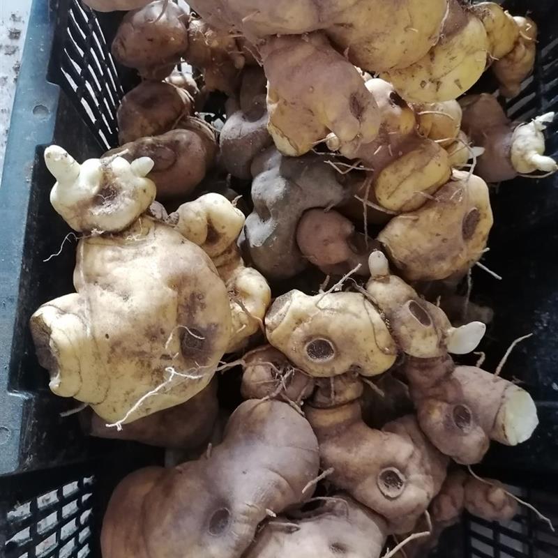 黄精果新鲜野深山生可九蒸九晒即食鸡头中药材滇云南正品黄精