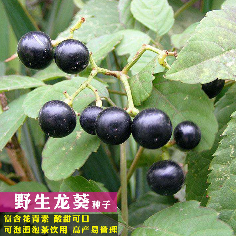 龙葵籽价格 龙葵籽图片 星期三