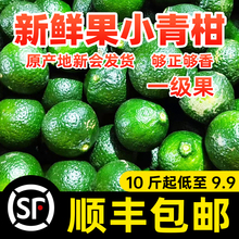 鲜果新会小青柑新鲜水果金桔柠檬奶茶店专用陈皮水小青柠青桔金橘
