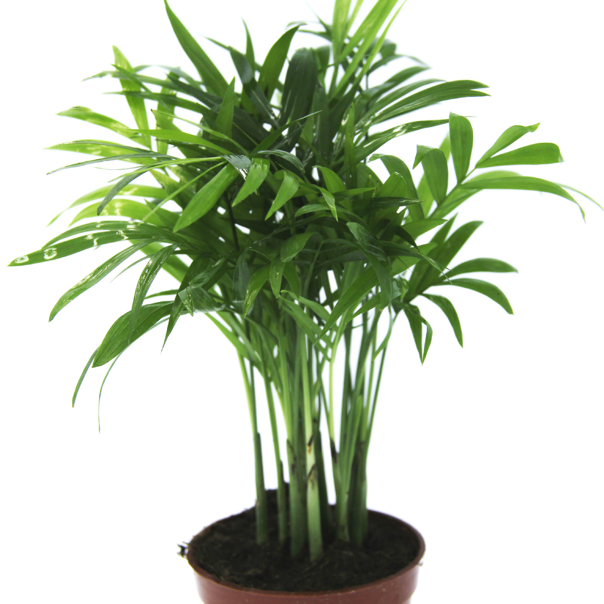 适合一年四季养的花懒人阳台室内创意绿植花卉盆栽 常绿植物 微