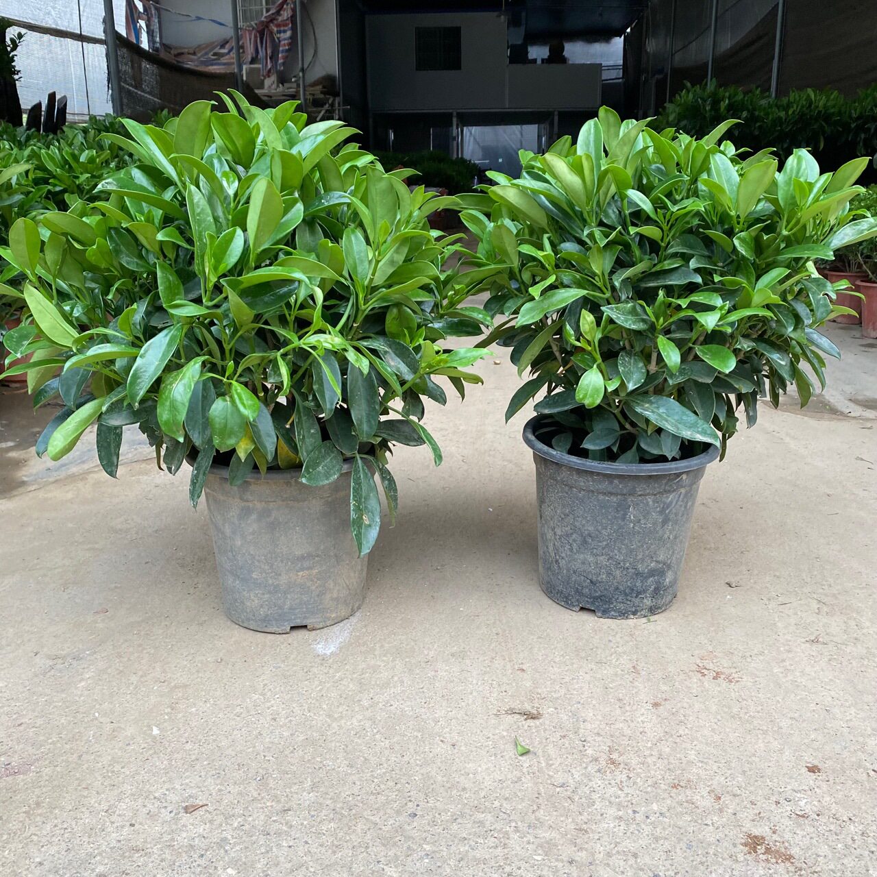 适合一年四季养的花懒人阳台非洲茉莉盆栽灰莉球观叶灌木植物庭院