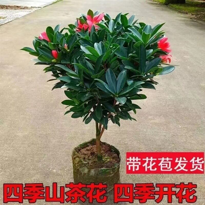 适合一年四季养的花懒人阳台耐寒老桩红山茶花盆栽四季茶花苗带