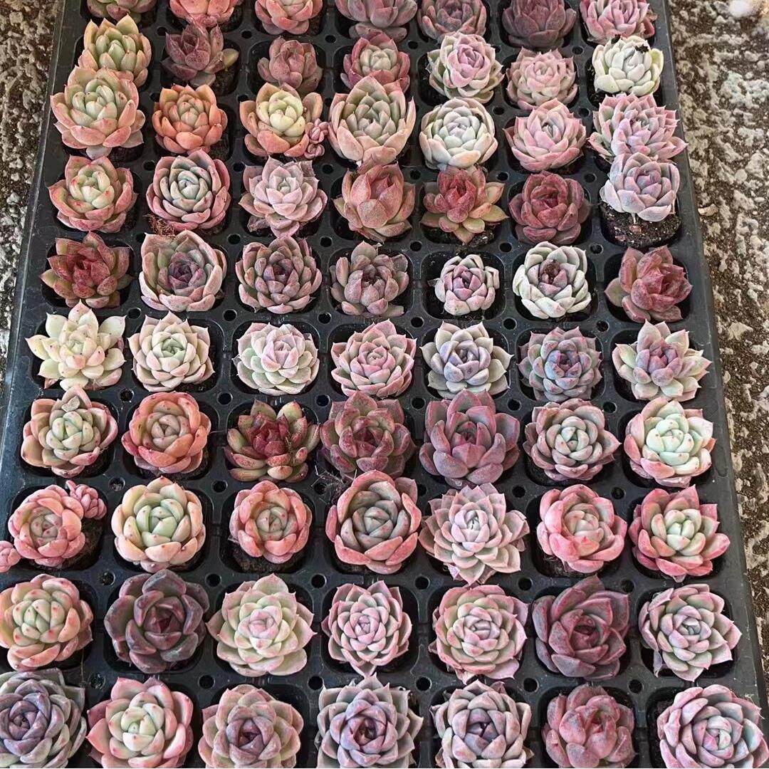 适合一年四季养的花懒人阳台多肉植物杂交，月影系橙子杂混分不清