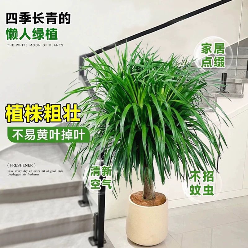 适合一年四季养的花懒人阳台龙须树龙须铁龙血树多头花卉盆栽室内
