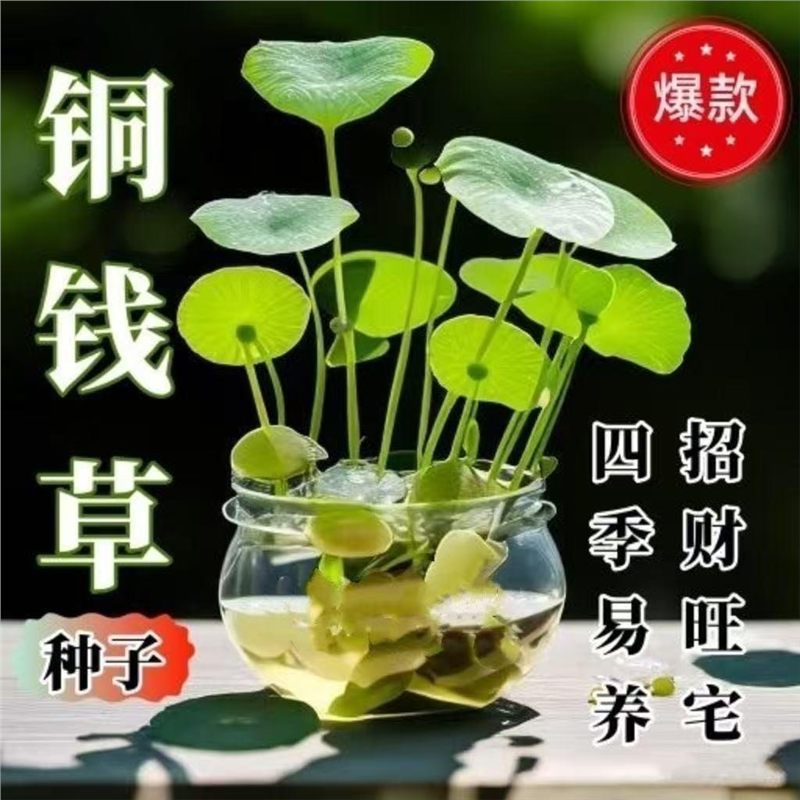 适合一年四季养的花懒人阳台铜钱草水培植物大叶水养金钱草绿植图片