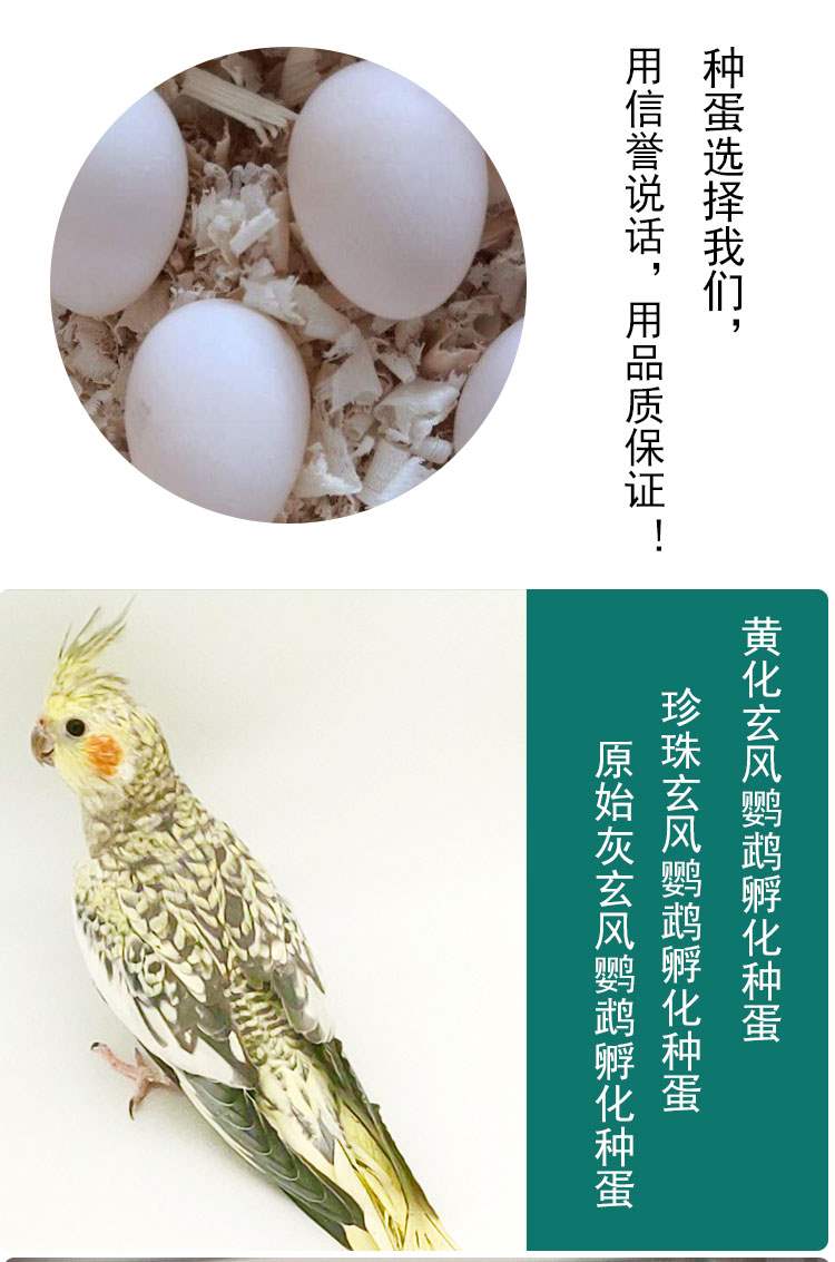 玄凤受精蛋鸟蛋鹦鹉蛋玄凤蛋手养鹦鹉水床可孵化鸟蛋