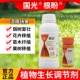 国光根盼吲哚丁酸萘乙酸植物生根剂扦插移栽苗木花卉爆发式 生根液