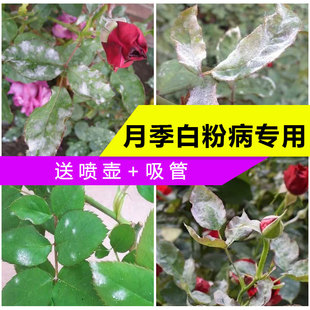 抗性白粉病专用药果汁阳台爬藤本玫瑰树月季 花卉家用通用杀菌剂