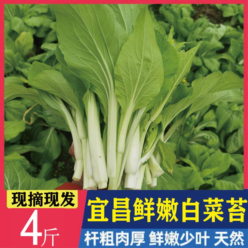 【现摘现发】湖北宜昌农家自种新鲜蔬菜 白菜苔 菜薹绿菜苔青菜心