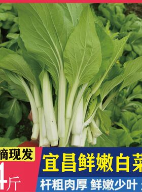 【现摘现发】湖北宜昌农家自种新鲜蔬菜 白菜苔 菜薹绿菜苔青菜心