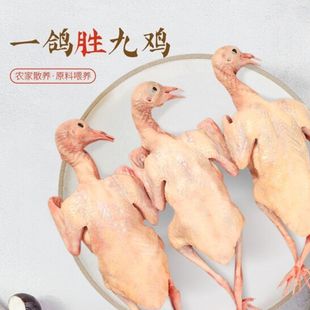生态散养土鸽子新鲜乳鸽子肉营养净膛带心肝鲜速冻真空整只350克