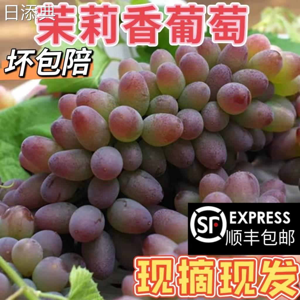 茉莉香葡萄新鲜现摘现发郁金香玫瑰香无籽香甜提子当季水果原产地