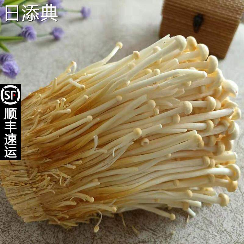 新鲜黄金针菇二代润滑嫩 菌香浓郁金色金针菇炒汤作馅百搭食用