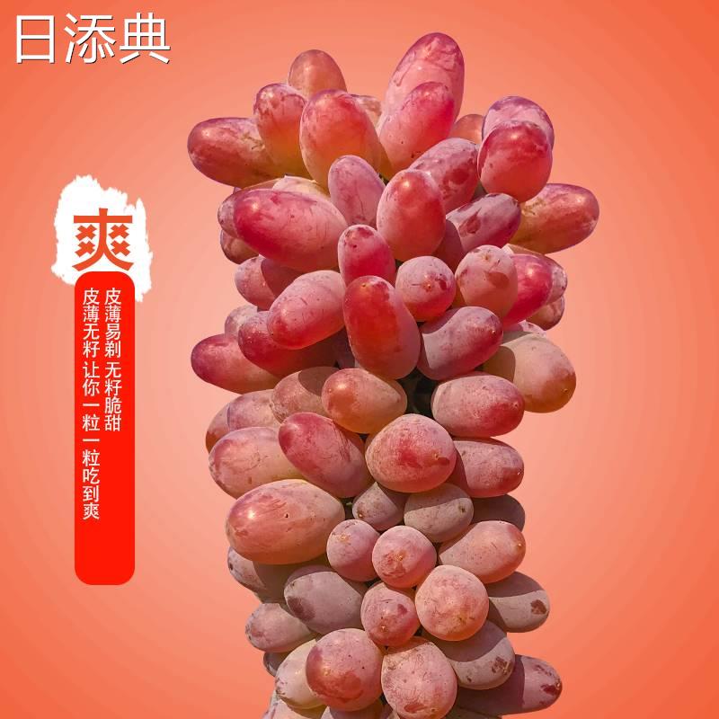 精品云南茉莉香葡萄新鲜采摘着色香玫瑰香味甜孕妇网红水果整箱