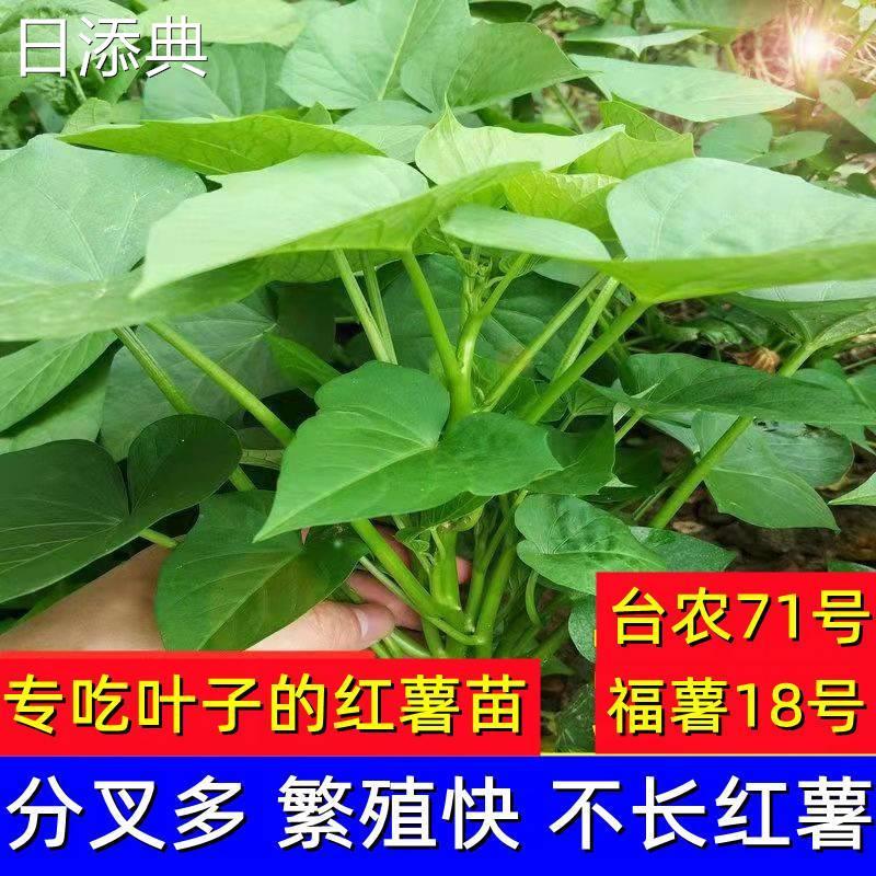 专吃叶的红薯种子苗食叶型红薯苗蔬菜食用番薯叶苗苕尖台农71地瓜