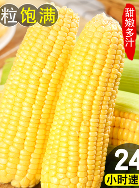 云南水果甜玉米新鲜10斤当季玉米棒子苞谷超嫩生吃蔬菜非金银现摘