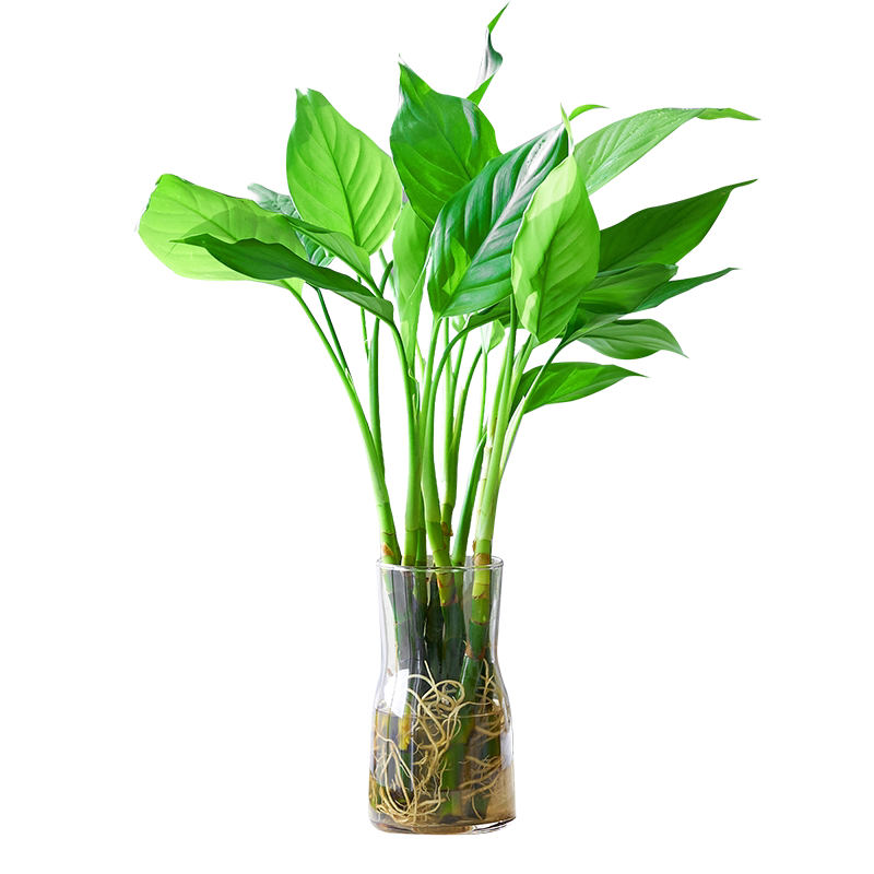 客厅水培植物水养吉利红室内花卉万年青绿植四季好养的天堂鸟盆栽