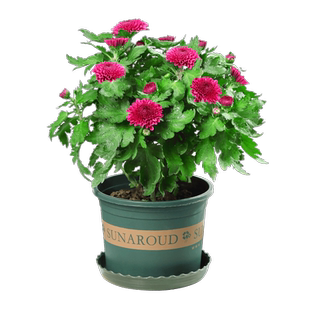 水培植物七叶莲花鸭脚木盆栽八方来财植物树水养植物室内花卉