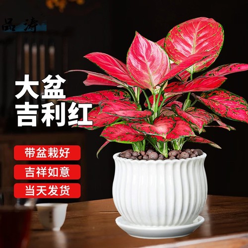吉利红盆栽如意后室内客厅花卉绿植皇办公室桌面水培植季物四好养