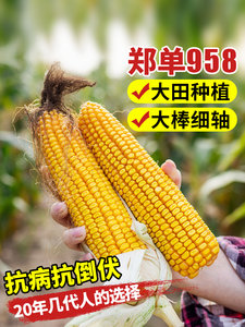 大田玉米郑单958种子高产