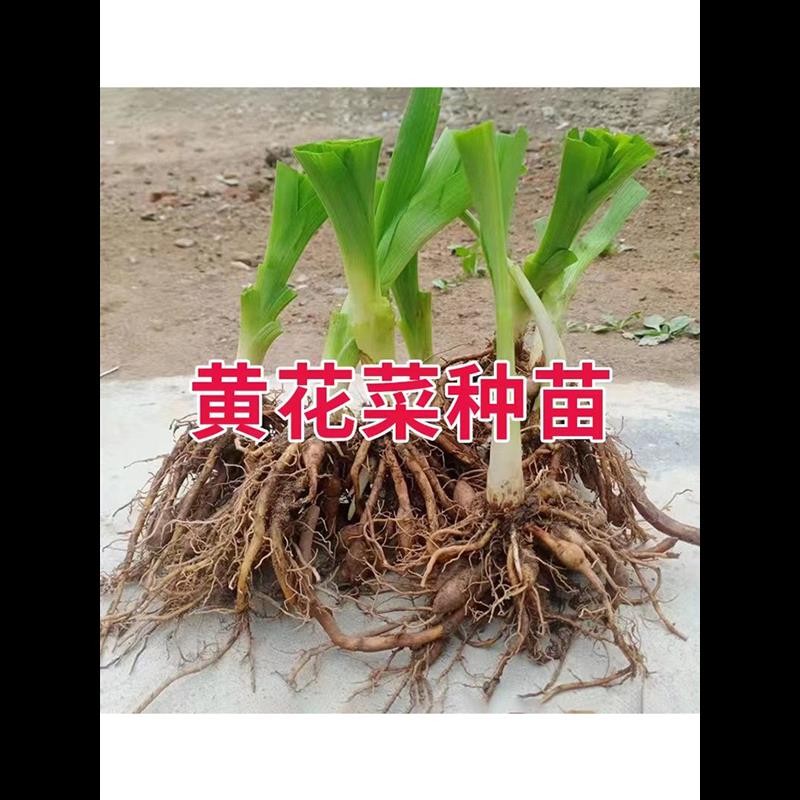 优质黄花菜种苗种植苗*食用金针菜根苗四季可种易种根粗高产包活