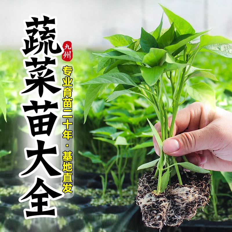 蔬菜苗秧辣椒苗番茄苗茄子苗黄瓜苗四季播种阳台盆栽水果树苗大全