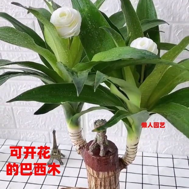 巴西木水养幸运木格鲁特树人绿植小盆栽带芽室内水培好养开花植物