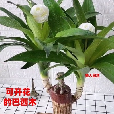 幸运木巴西木好养水培带芽开花