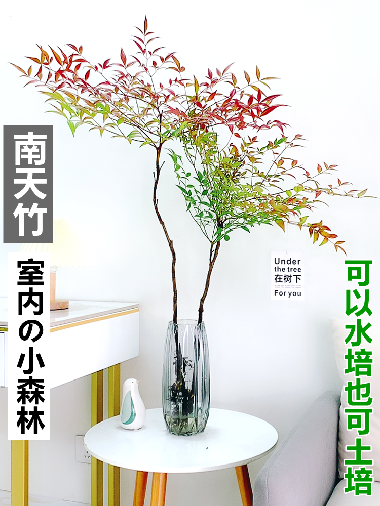 水培植物南天竹盆栽水养室内富贵竹绿植吊钟马醉木好养花卉盆景