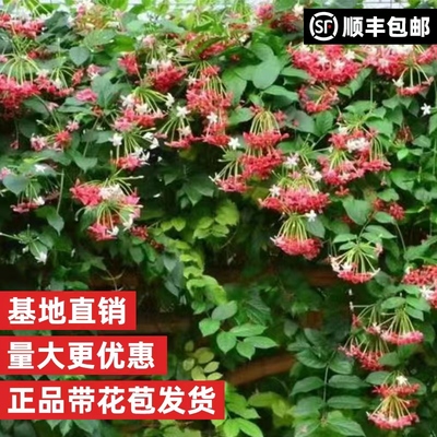 使君子花苗重瓣盆栽植物室内