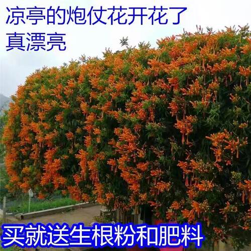 炮仗花苗盆栽爬藤植物攀爬垂吊凌霄花苗四季开花常绿阳台庭院围墙
