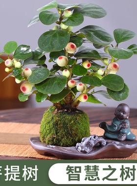 小盼菩提树盆栽四季常青好养活办公室内桌面植物花卉招财盆景